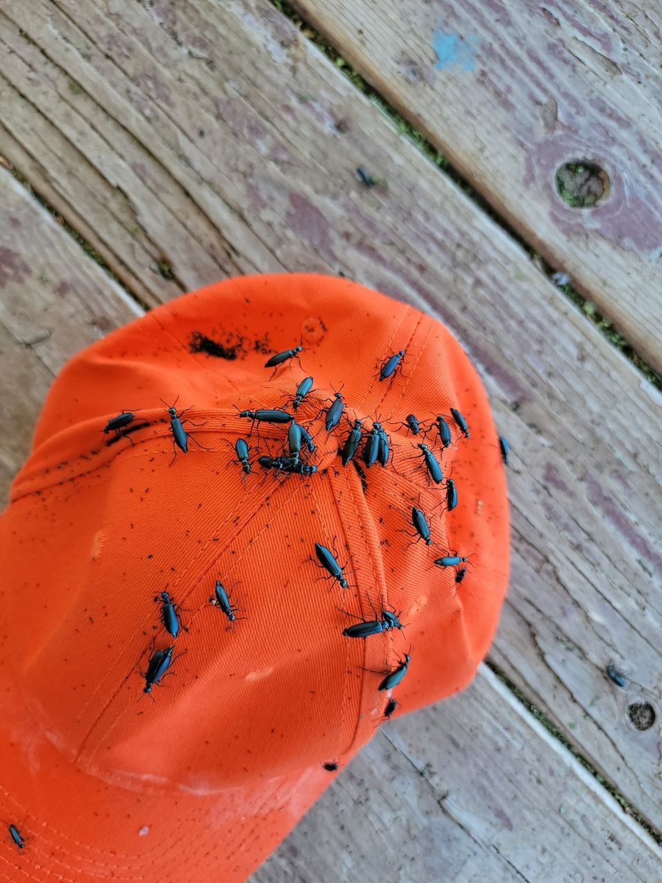 Ebony Blister Beetles Invading Alfalfa Fields in Northern California ...